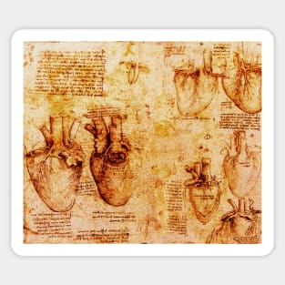 Heart And Its Blood Vessels, Leonardo Da Vinci Anatomy Drawings  Monochrome Brown Parchment Sticker